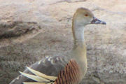 Plumed Whistling-Duck (Dendrocygna eytoni)
